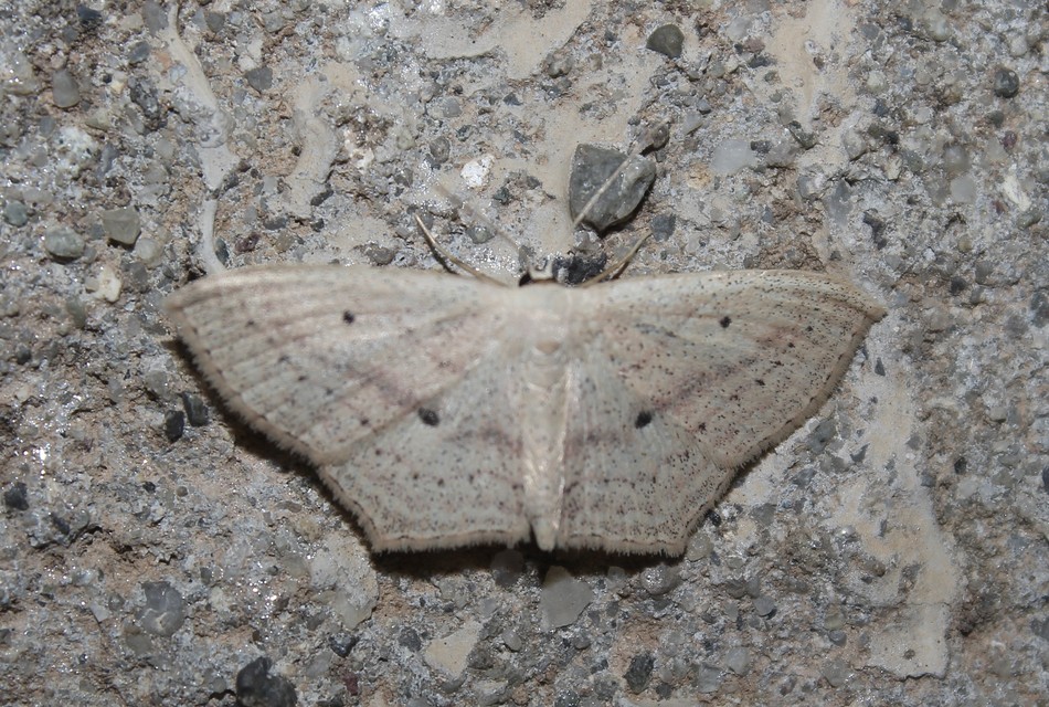 Scopula flaccidaria - alföldi sávosaraszoló
