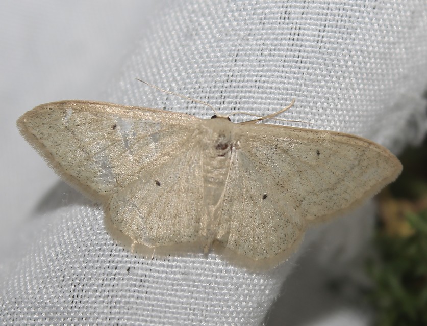 Idaea straminata - szalmasárga sávosaraszoló