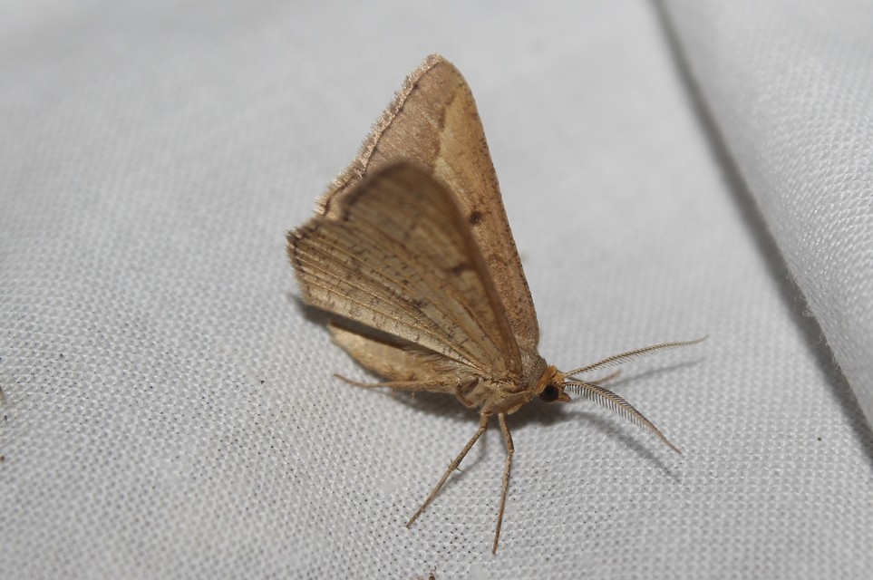 Tephrina arenacearia - lucerna-araszoló