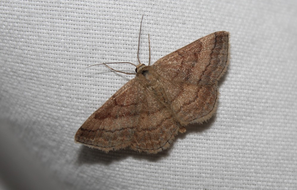 Scopula rubiginata - réti pirosaraszoló