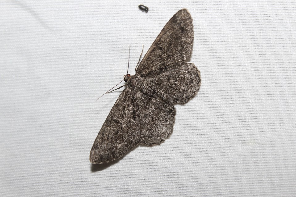 Hypomecis roboraria - nagy tölgyfaaraszoló