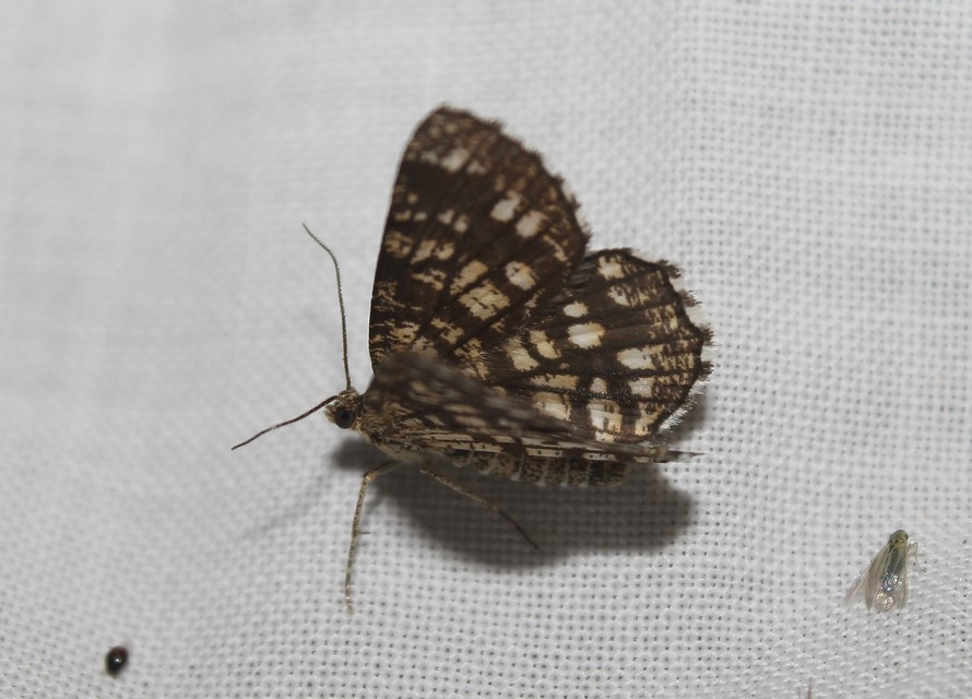 Chiasmia clathrata - rácsos rétiaraszoló