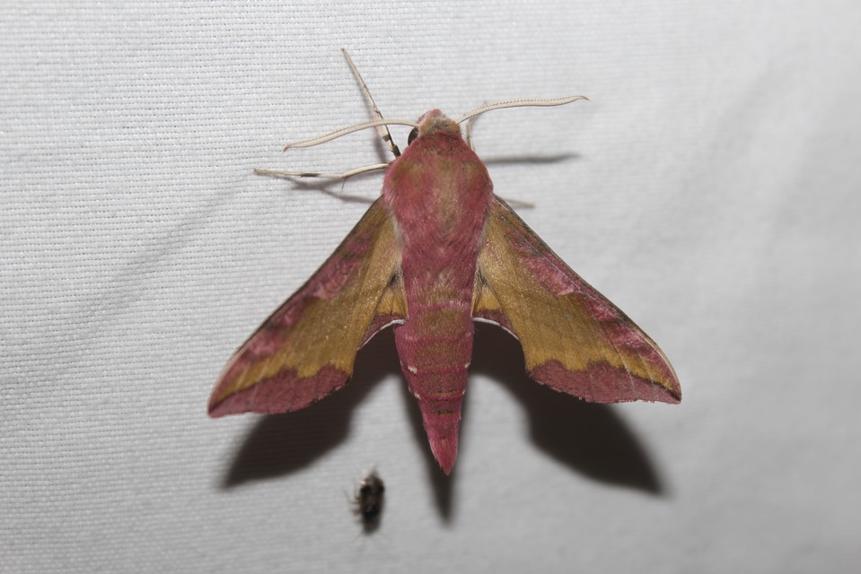 Deilephila porcellus - piros szender