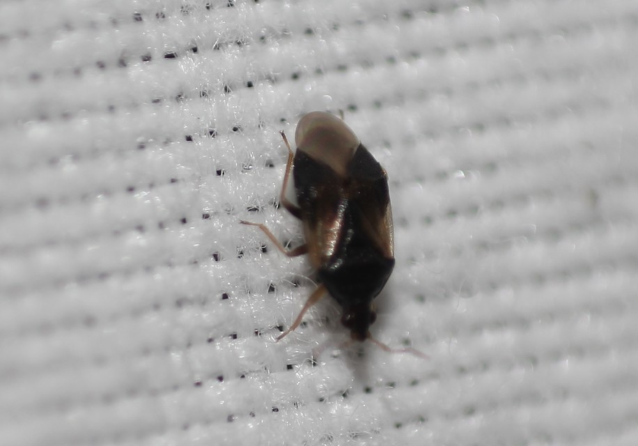 Anthocoridae - virágpoloskák Anthocoridae - virágpoloskák