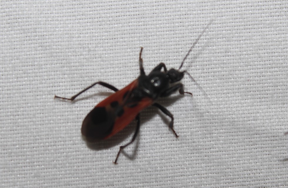 Peirates hybridus - foltos rablópoloska