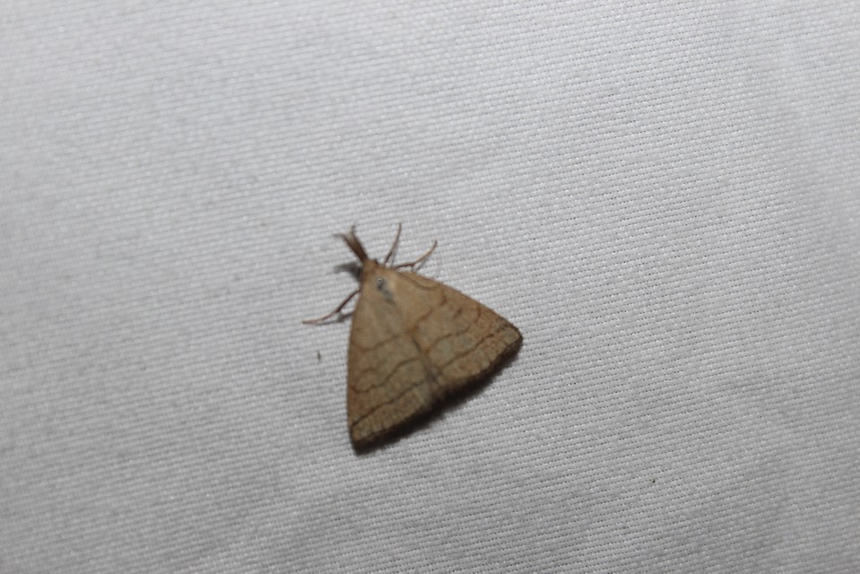 Polypogon tentacularia - sötétaljú karcsúbagoly