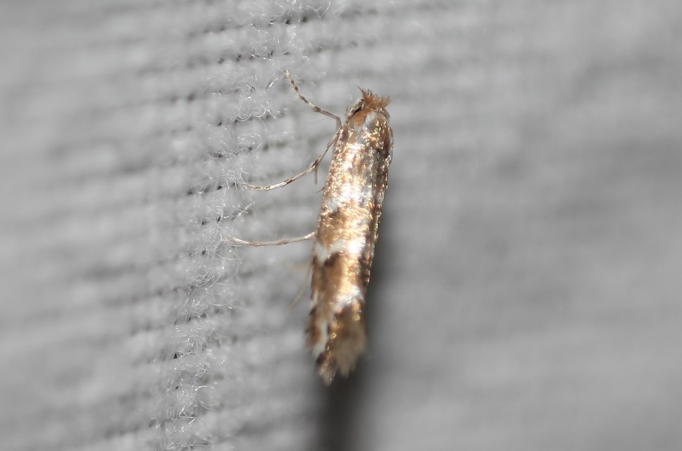 Cameraria ohridella - vadgesztenye-sátorosmoly