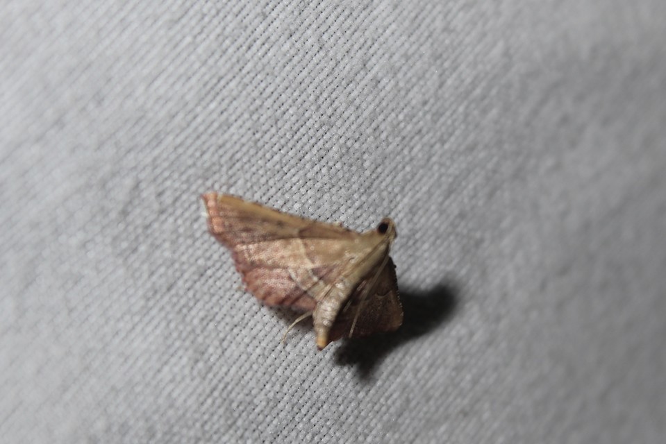 Endotricha flammealis - tüzesszárnyú fényilonca