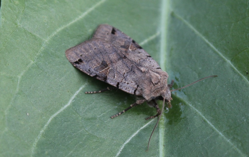 Anchoscelis litura - tarka őszibagoly