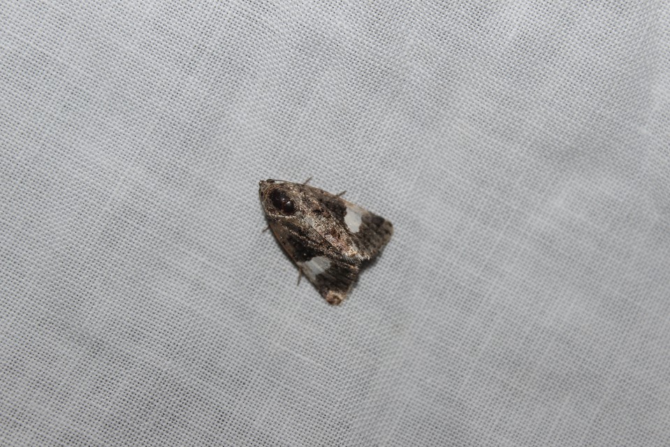 Tyta luctuosa - fekete nappalibagoly