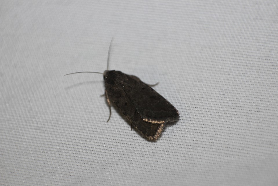 Athetis gluteosa - nyugtalan lápibagoly