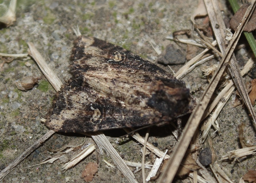 Mesapamea secalella/secalis