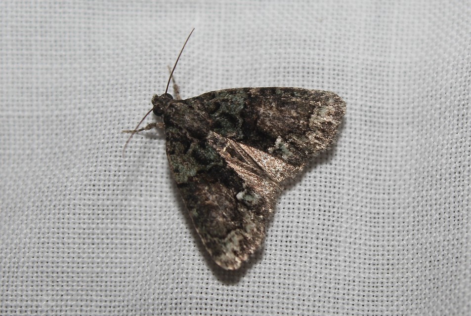 Cryphia algae - sárgászöld zuzmóbagoly