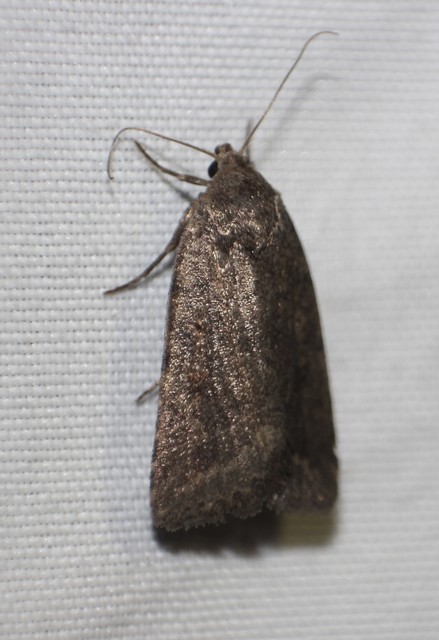 Athetis gluteosa - nyugtalan lápibagoly