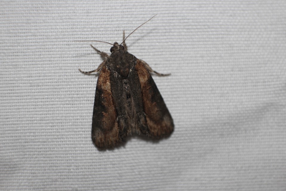 Bryophila raptricula/felina