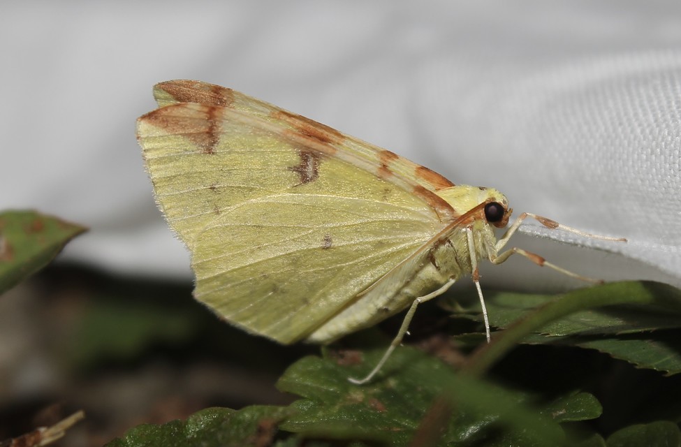 Opisthograptis luteolata - citromsárga araszoló