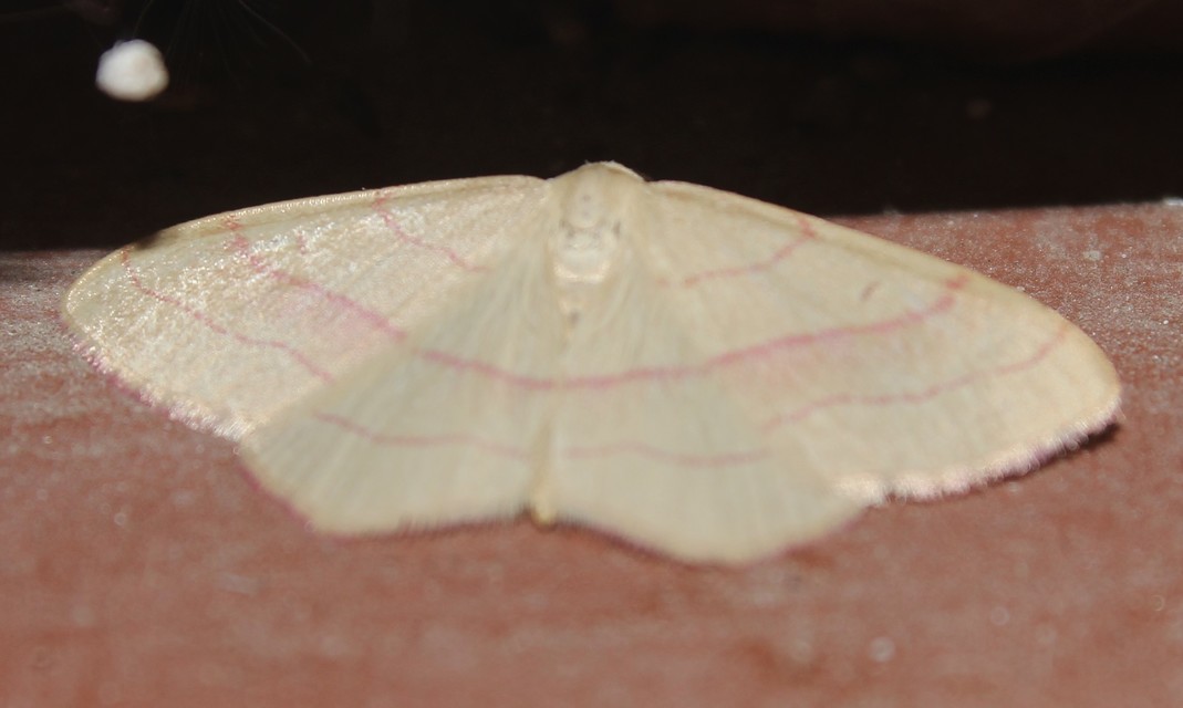 Rhodostrophia vibicaria - pirosszélű araszoló