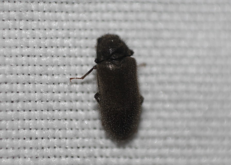 Dryopidae - fülescsápúbogár-félék