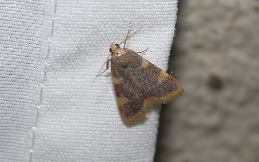 Hypsopygia costalis - szénailonca