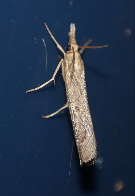 Pediasia contaminella - mocskos fűgyökérmoly