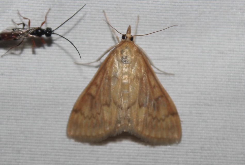 Ostrinia nubilalis - kukoricamoly