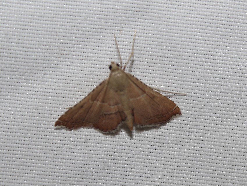 Endotricha flammealis - tüzesszárnyú fényilonca