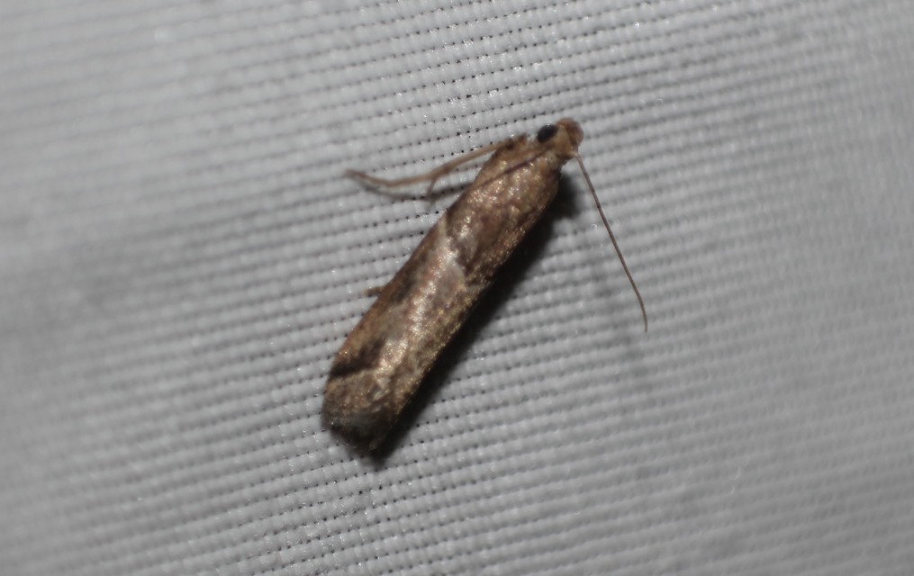 Nyctegretis lineana - agátszínű karcsúmoly