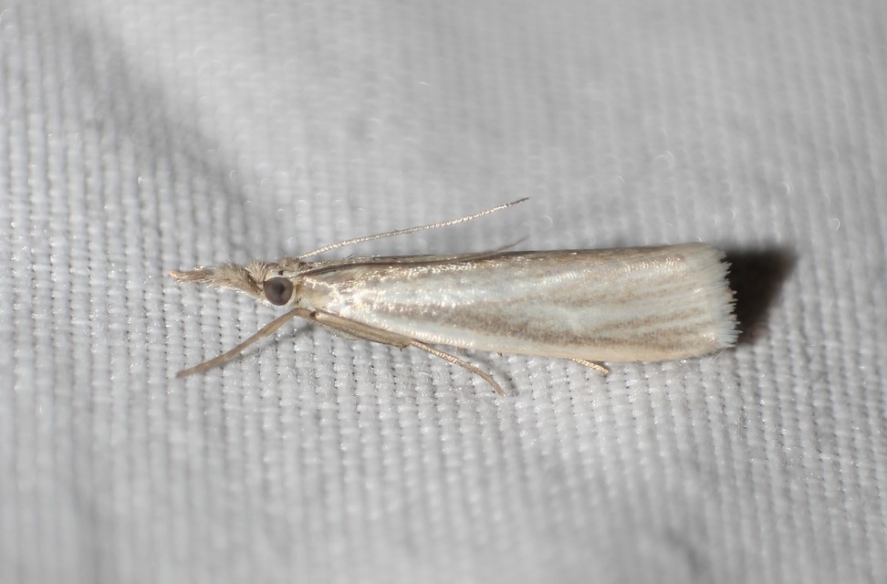 Crambus perlella - gyöngyházas fűgyökérmoly