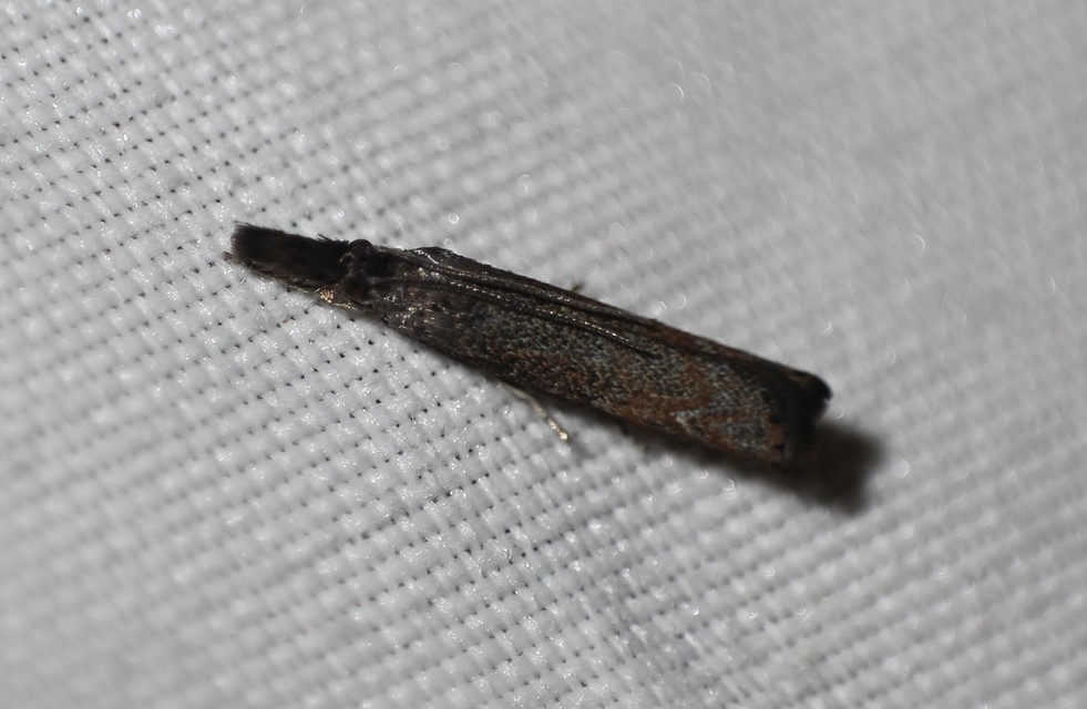Platytes cerussella - törpe fűgyökérmoly