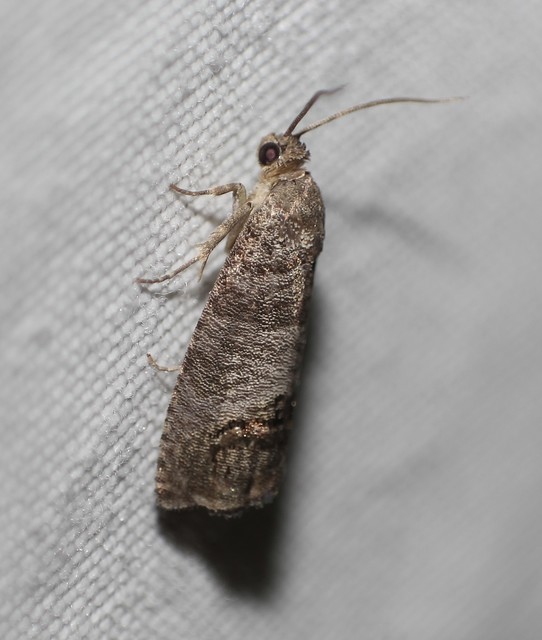 Cydia pomonella/pyrivora