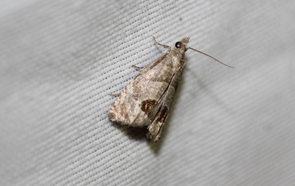 Notocelia uddmanniana - málnasodró tükrösmoly