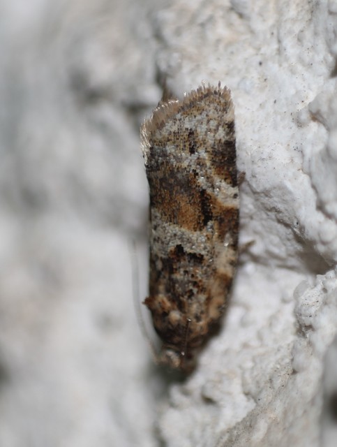 Argyrotaenia ljungiana - ékes sodrómoly