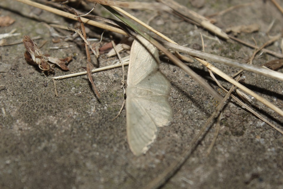 Idaea straminata - szalmasárga sávosaraszoló