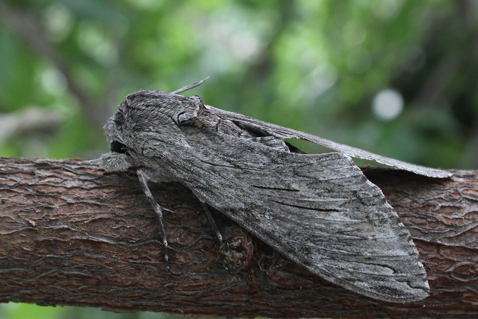 Agrius convolvuli - szulákszender