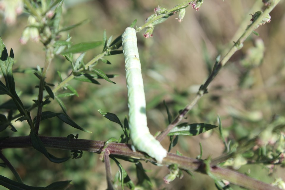 Ascotis selenaria - holdas faaraszoló