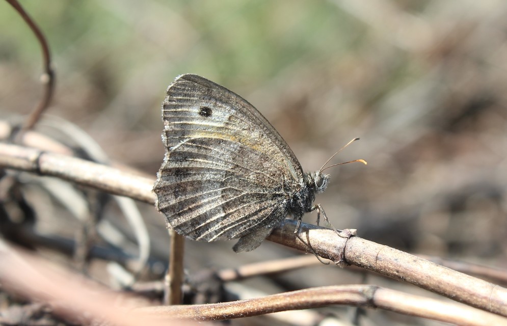 Arethusana arethusa - közönséges szemeslepke