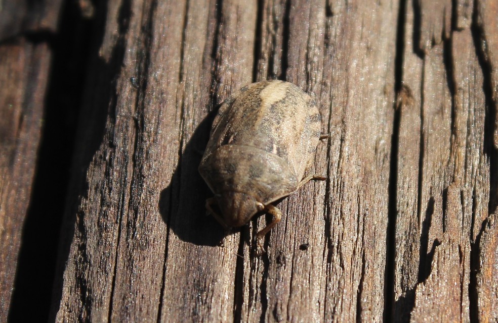 Eurygaster Eurygaster
