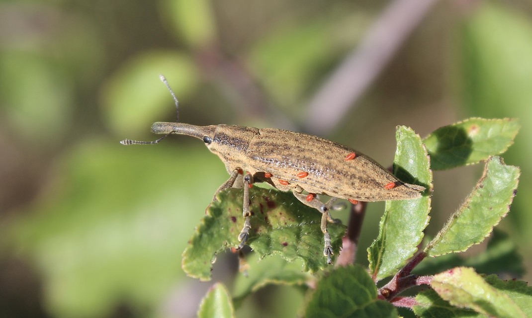 Lixus iridis - bürökfúró dudvabarkó
