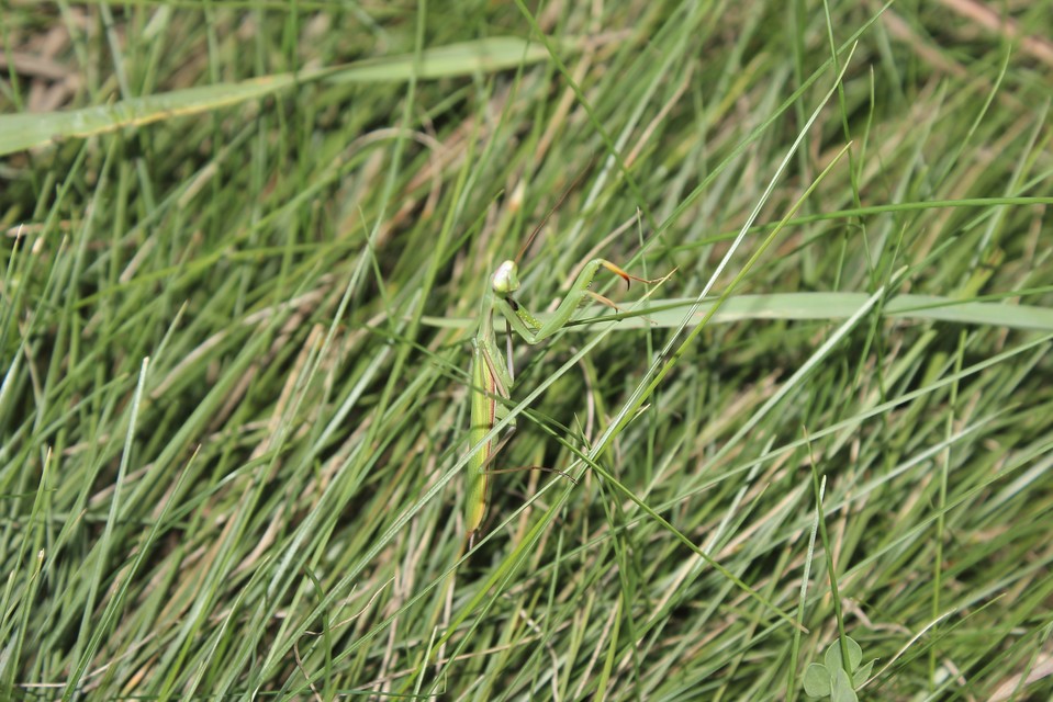 Mantis religiosa - imádkozósáska