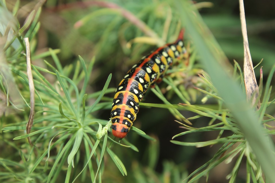Hyles euphorbiae - kutyatejszender