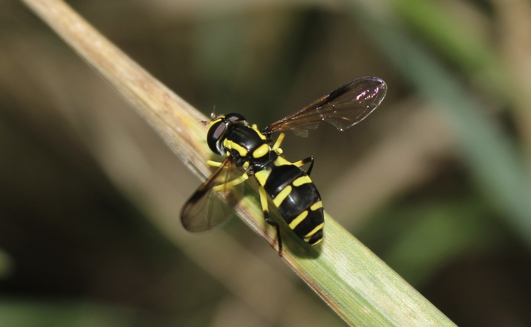 Xanthogramma pedissequum - gyakori oldalsávoslégy