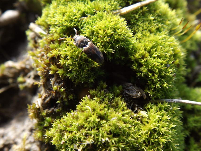 Drasterius bimaculatus - változékony pattanó