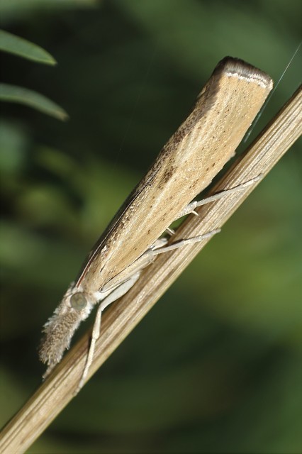 Agriphila inquinatella - közönséges fűgyökérmoly