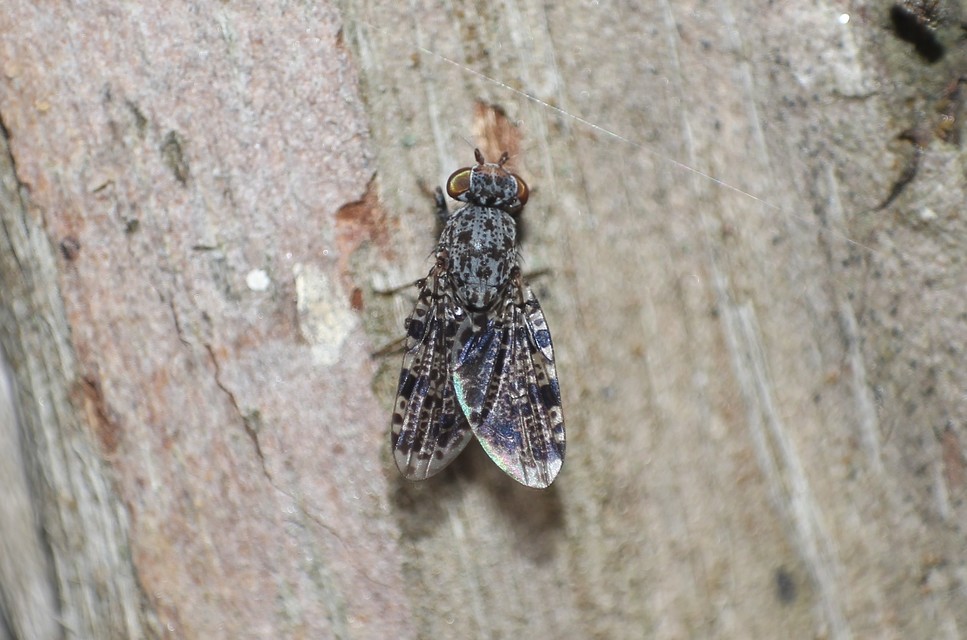 Callopistromyia annulipes - pávalégy