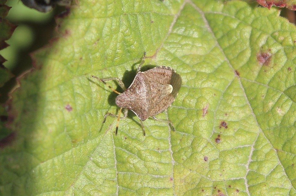 Peribalus strictus - tavaszi címerespoloska Peribalus strictus - tavaszi címerespoloska