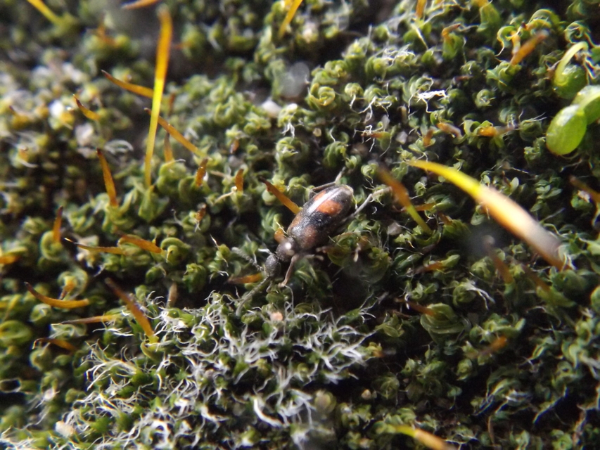 Anthicus antherinus - közönséges fürgebogár