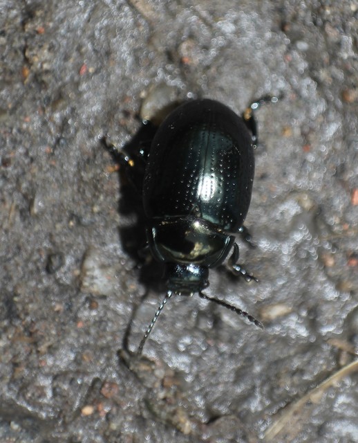 Chrysolina oricalcia - bronzos levélbogár