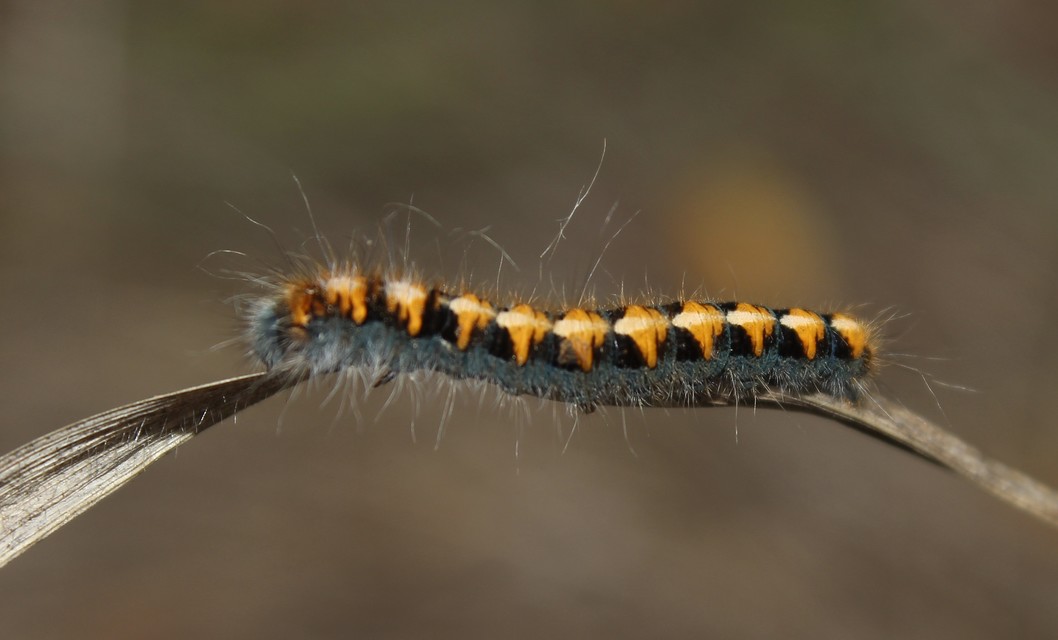 Lasiocampa quercus - tölgyfaszövő