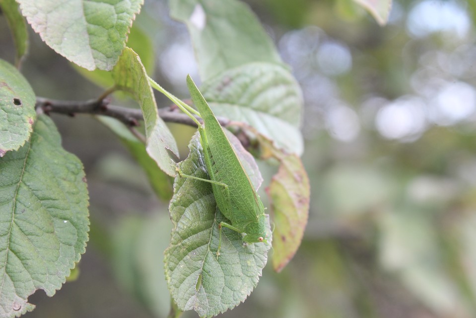 Phaneroptera nana - pontozott repülőszöcske
