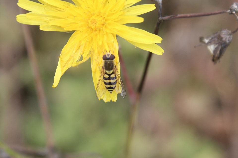 Eupeodes